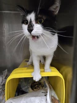 Ca  Boots - Domestic Short Hair