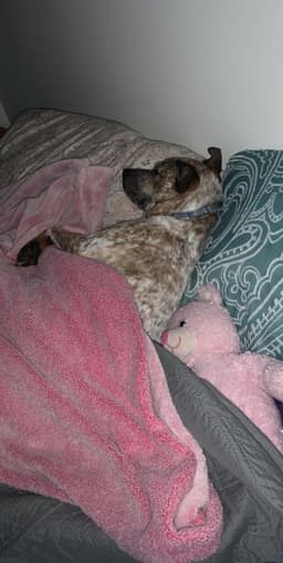 Rocco image 3