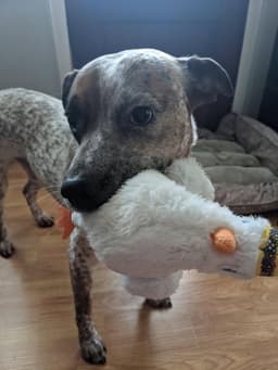 Rocco image 4