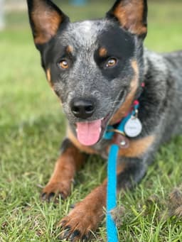 Pirate image 1