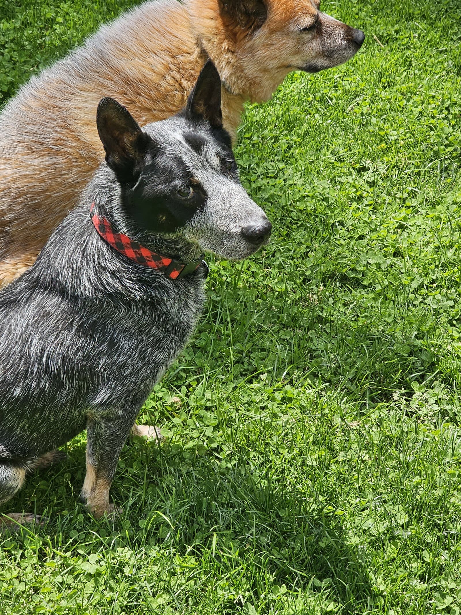 Alfred - Australian Cattle Dog/Blue Heeler