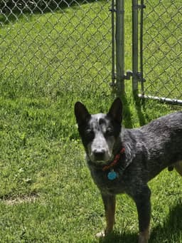 Alfred image 2