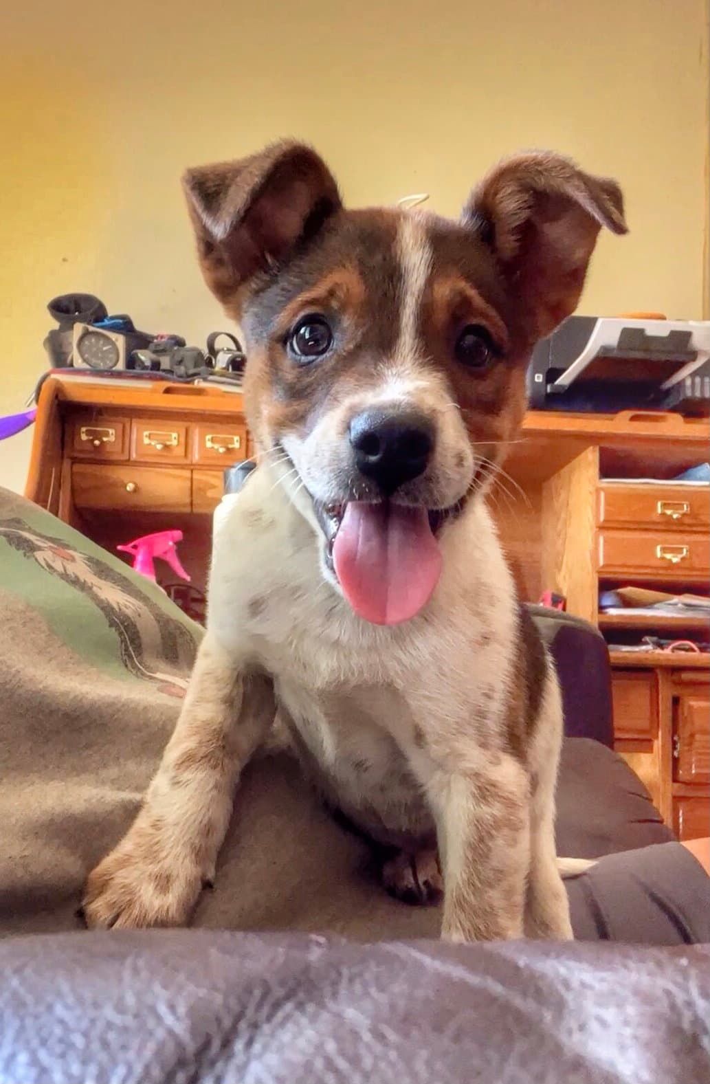 Carmie - Australian Cattle Dog/Blue Heeler