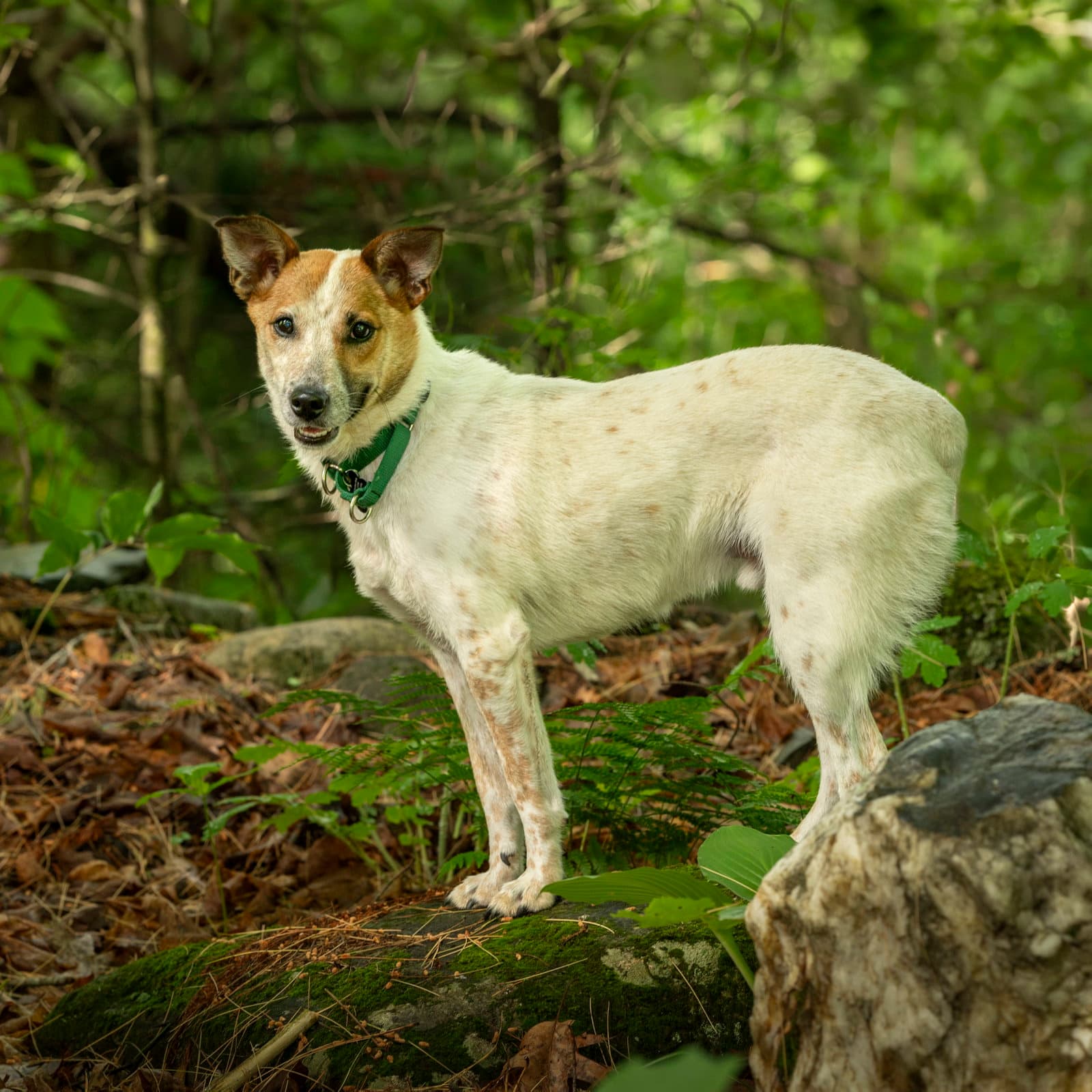 Max - Australian Cattle Dog/Blue Heeler