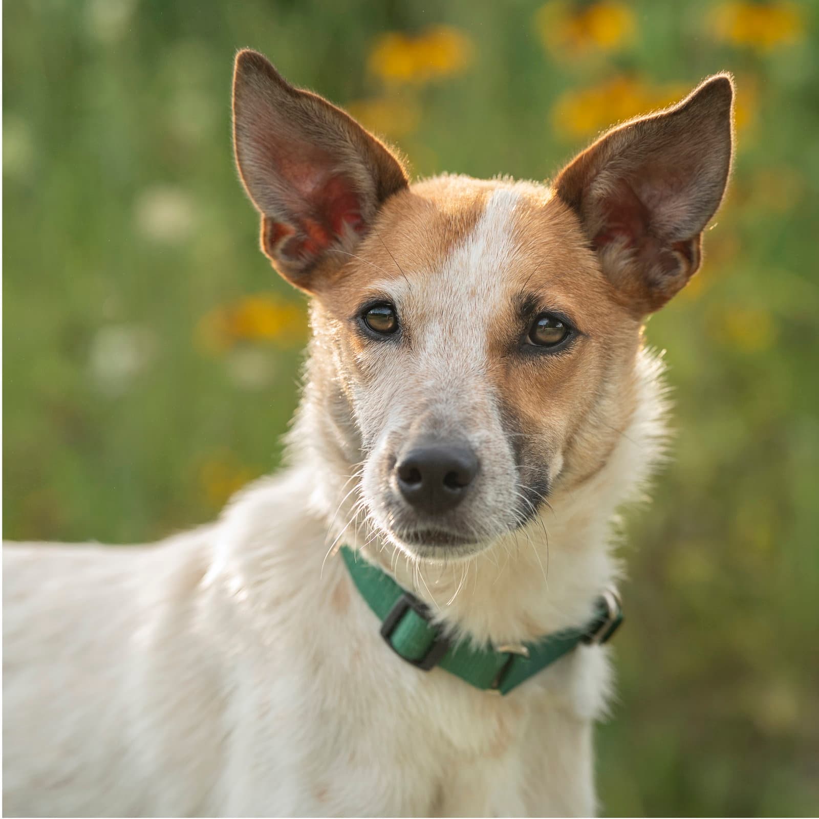 Max - Australian Cattle Dog/Blue Heeler