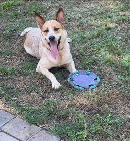 Cody image 1