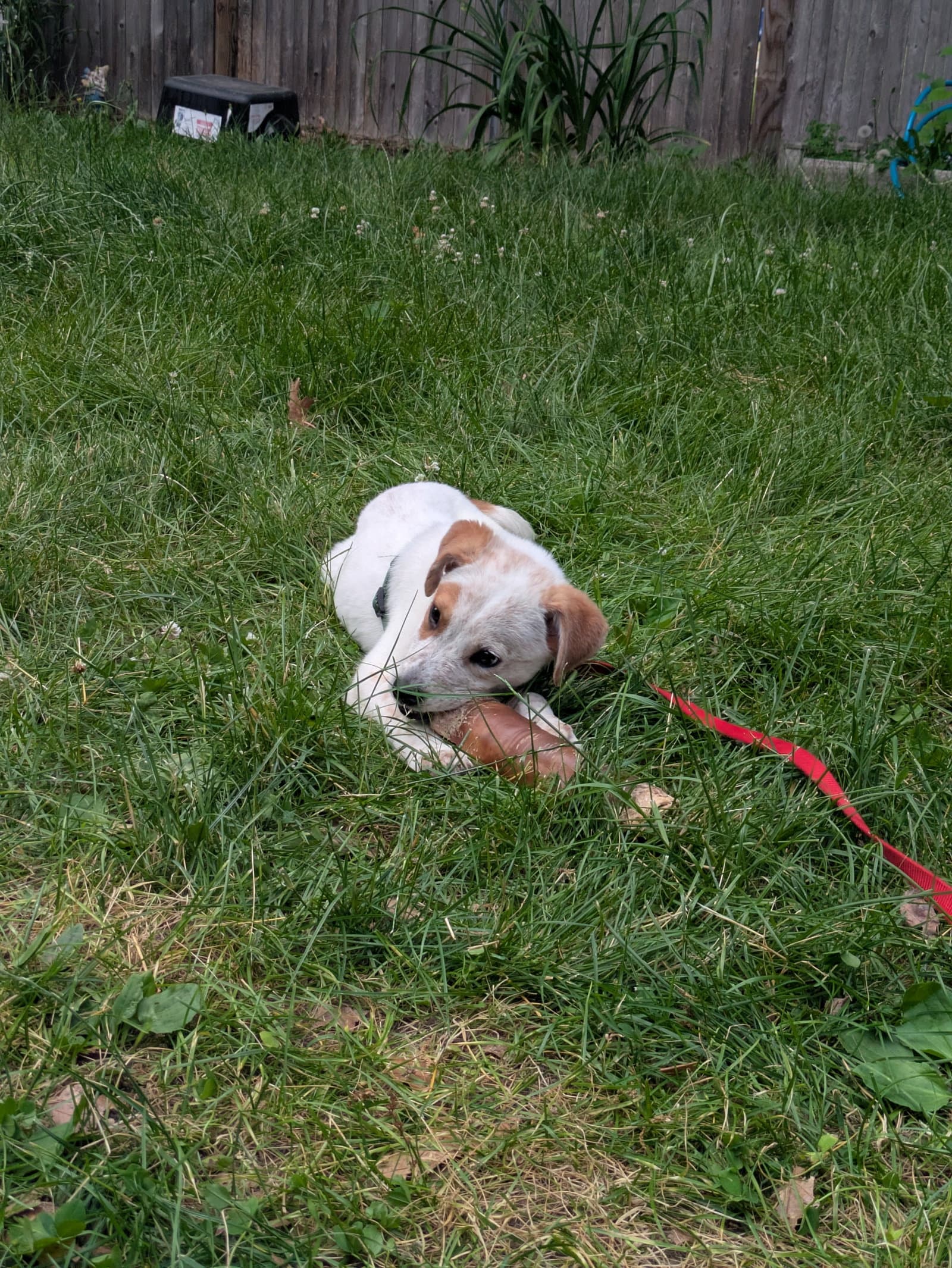 Jacob - Australian Cattle Dog/Blue Heeler