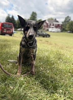 Cori - Australian Cattle Dog/Blue Heeler