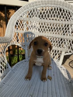Gracie image 1