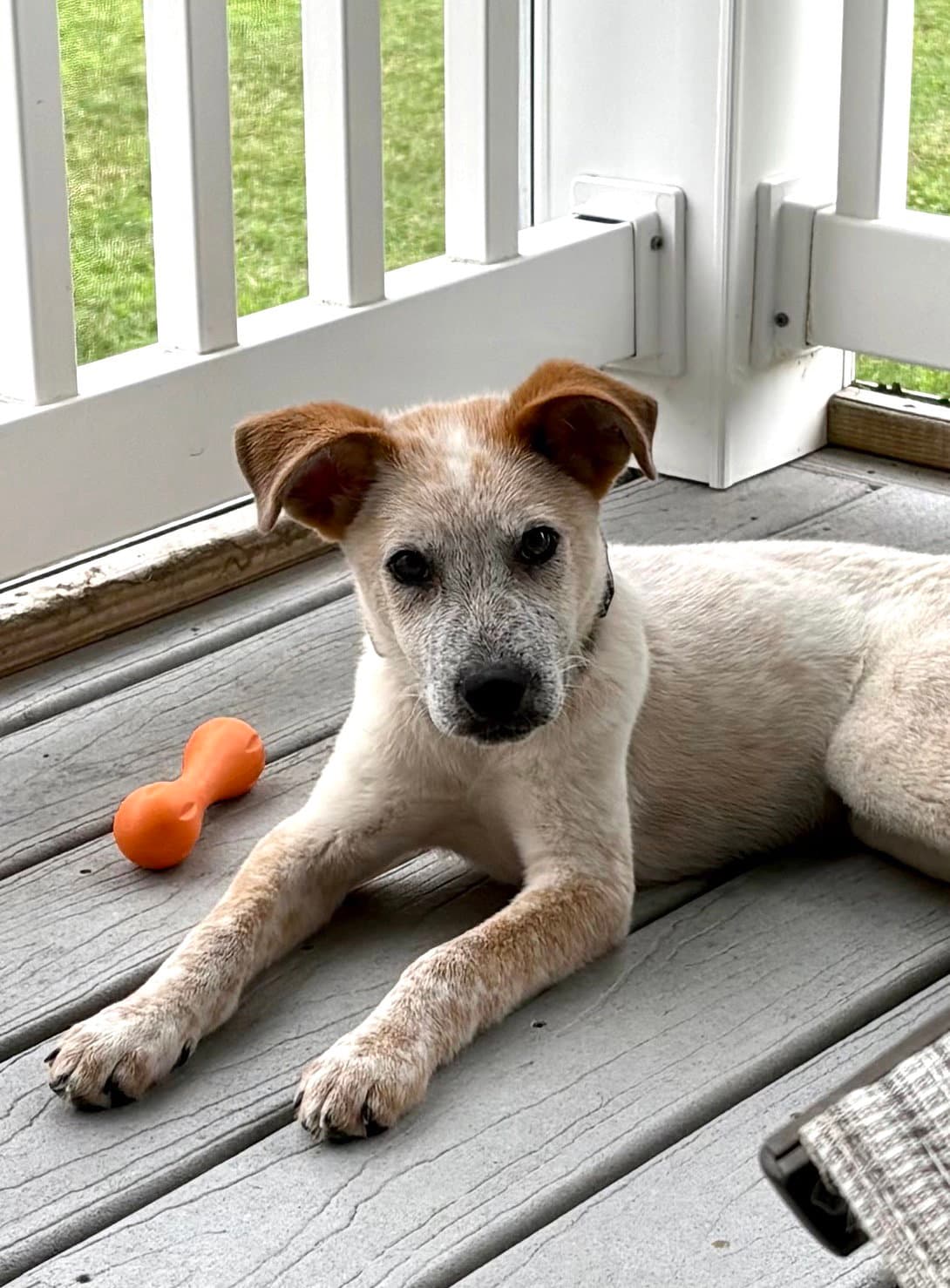 Ned - Australian Cattle Dog/Blue Heeler