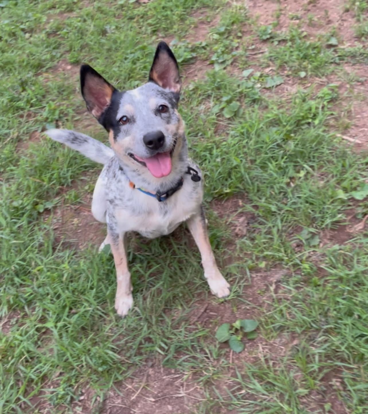 Kenobi - Australian Cattle Dog/Blue Heeler