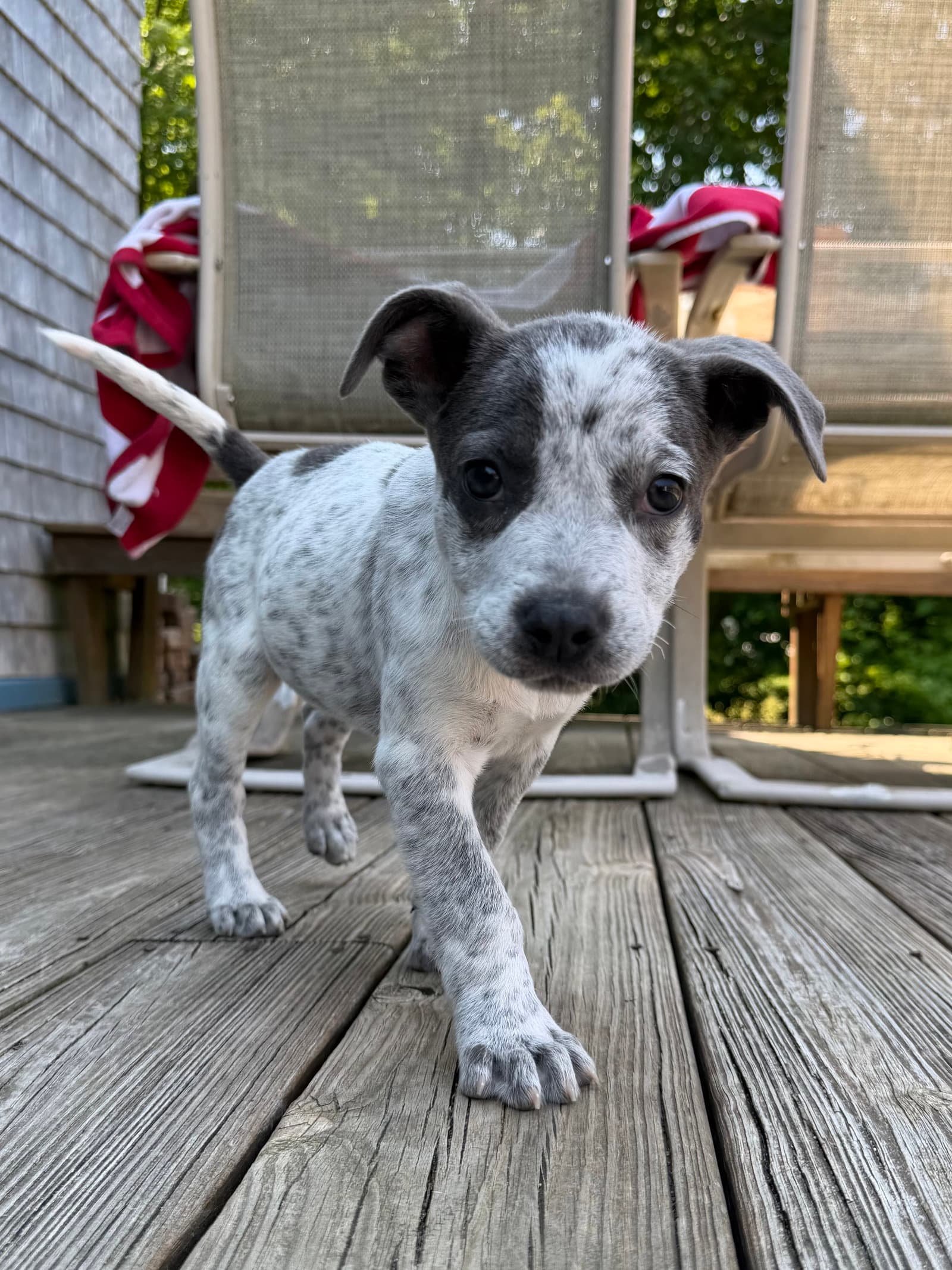 Bluey - Australian Cattle Dog/Blue Heeler