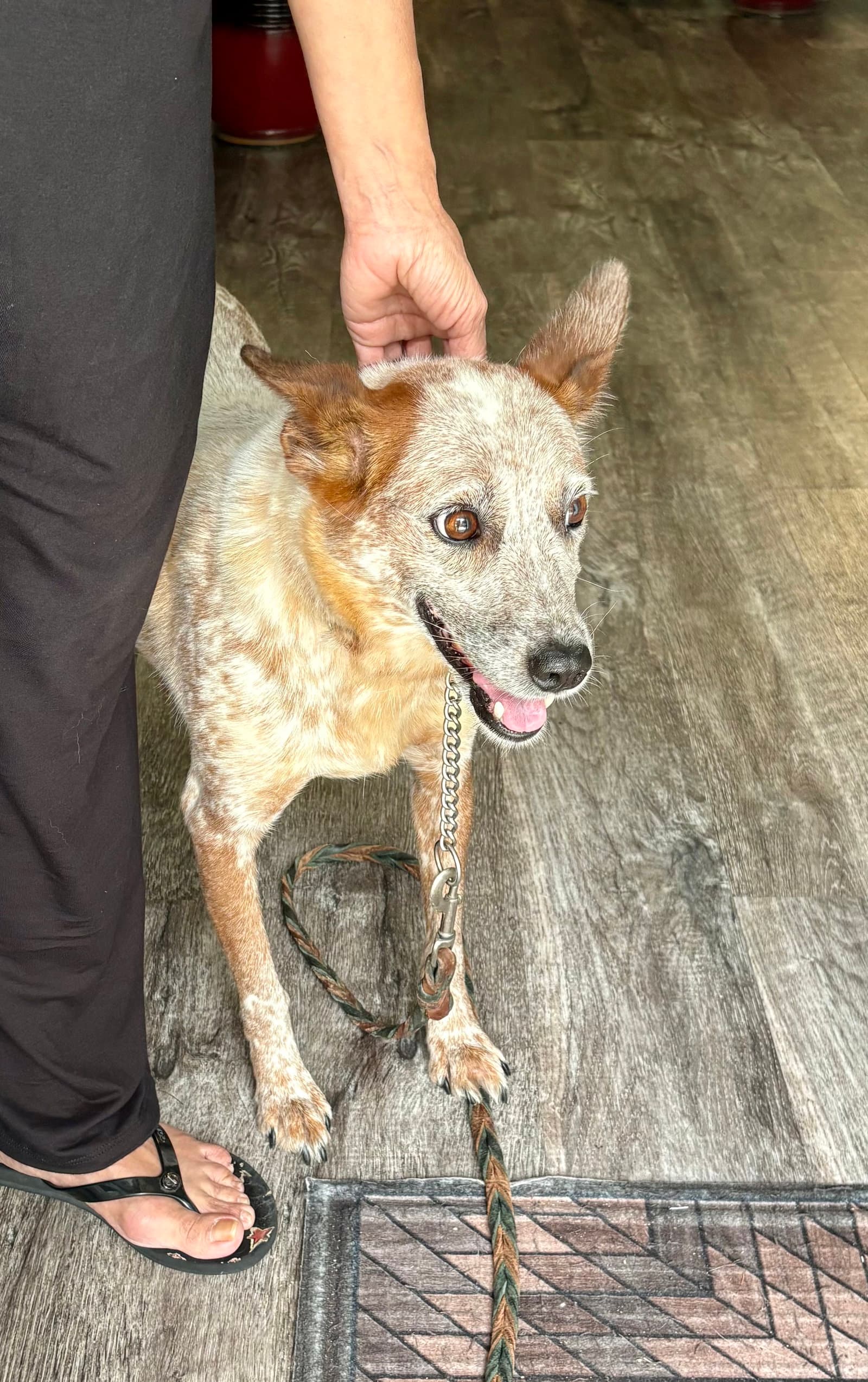 Steph - Australian Cattle Dog/Blue Heeler