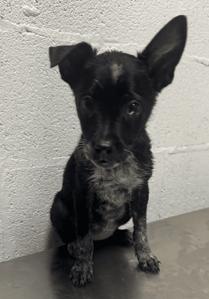 Bingo - Pa - Australian Cattle Dog/Blue Heeler