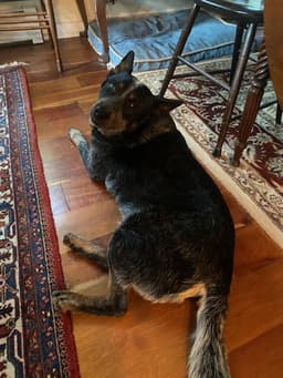 Bear image 4