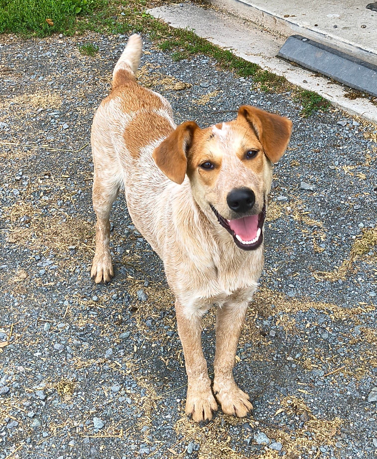 Cooper - Australian Cattle Dog/Blue Heeler