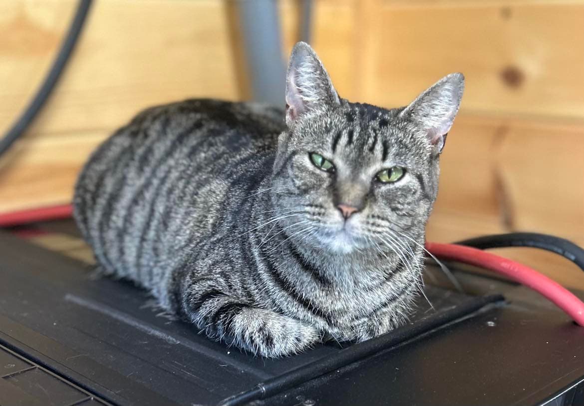 Yoko - Tabby