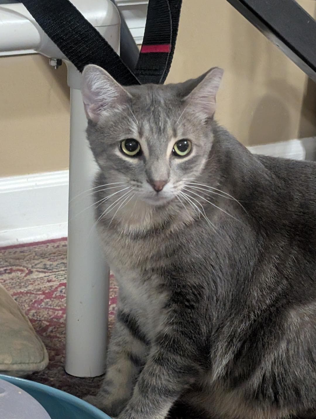 Hansel - Tabby