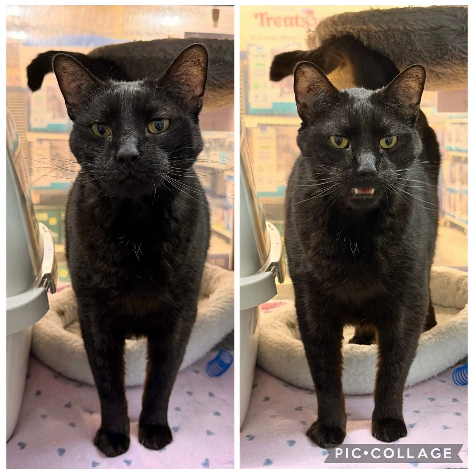 Bo Jackson - Domestic Short Hair