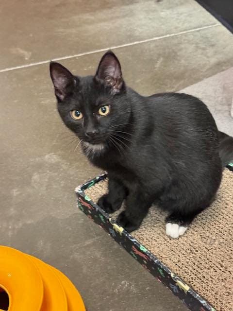 Baron - Tuxedo