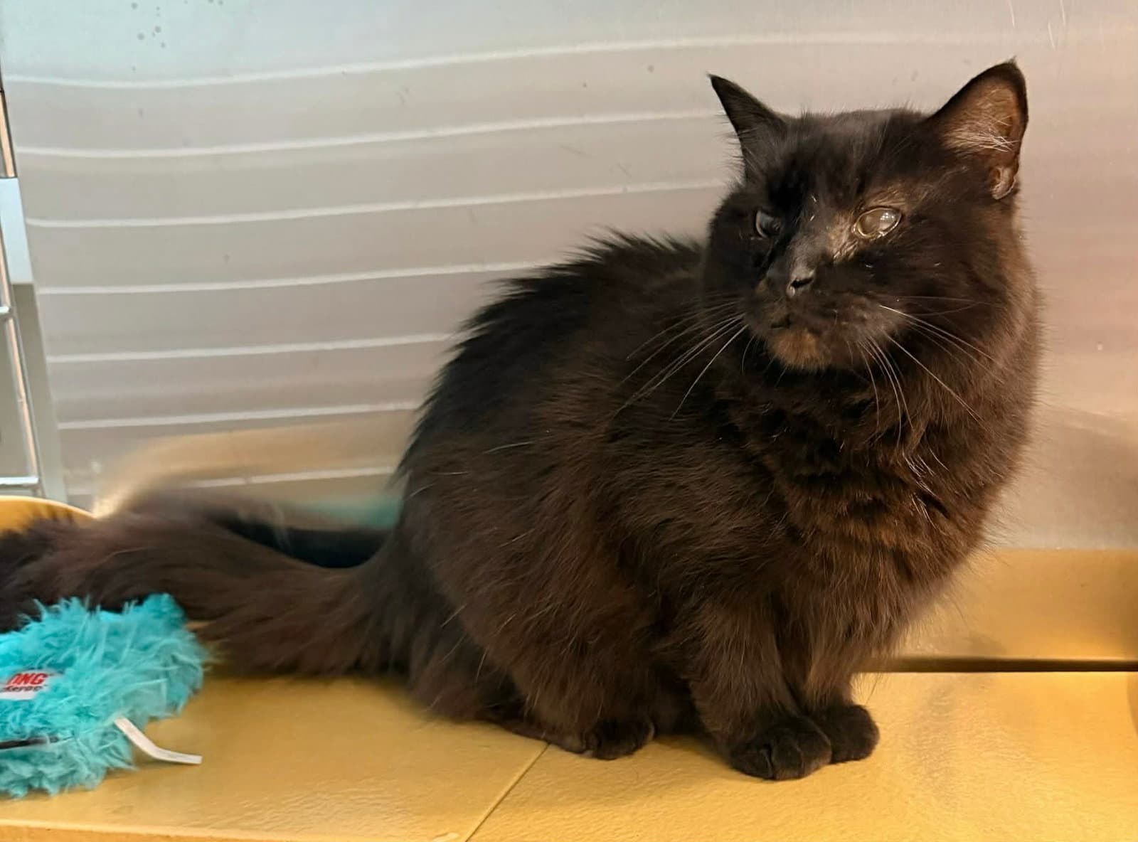 Mickey - Domestic Medium Hair