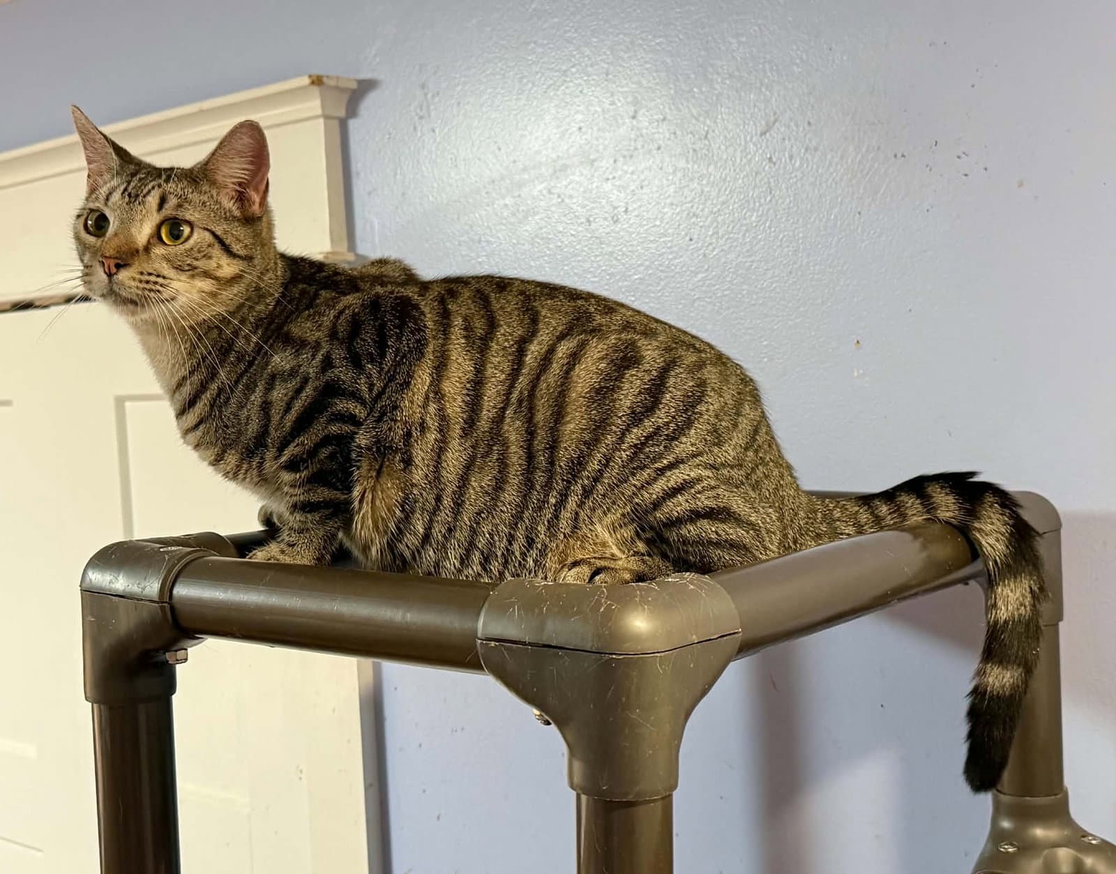 Sandy - Tabby