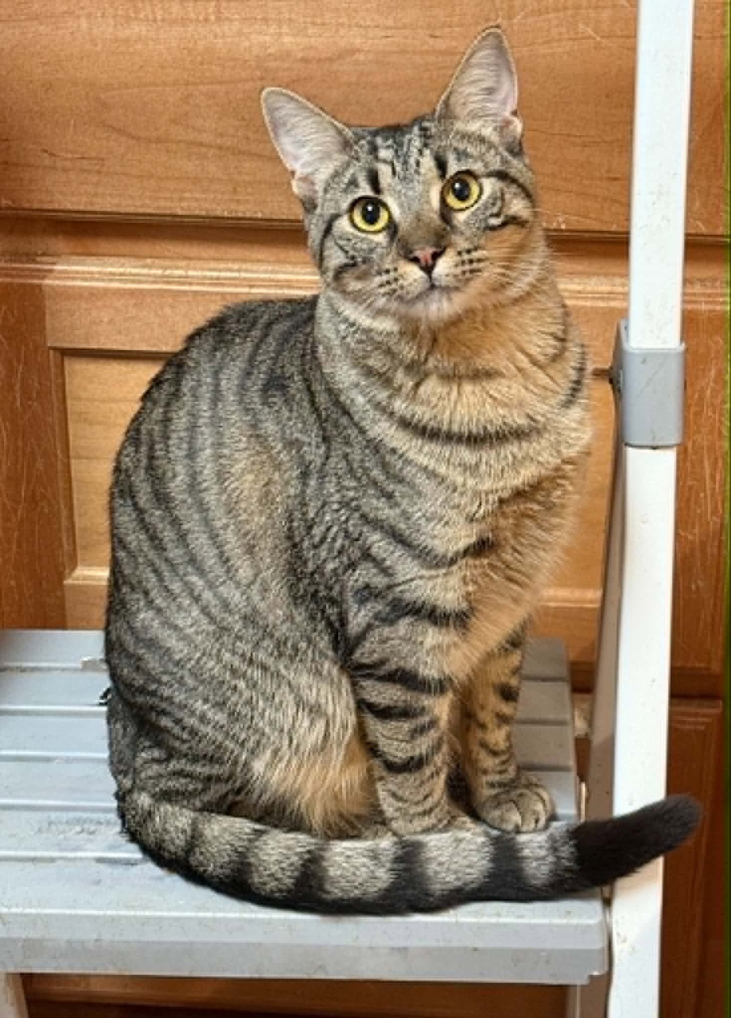 Lacrosse - Tabby