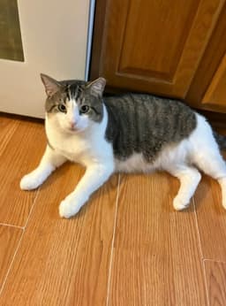 Bucky image 1