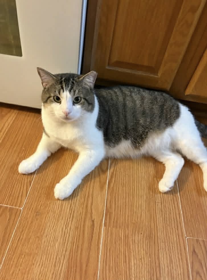Bucky - Tabby