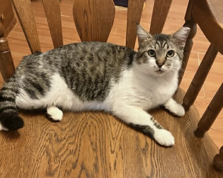 Dude - Tabby