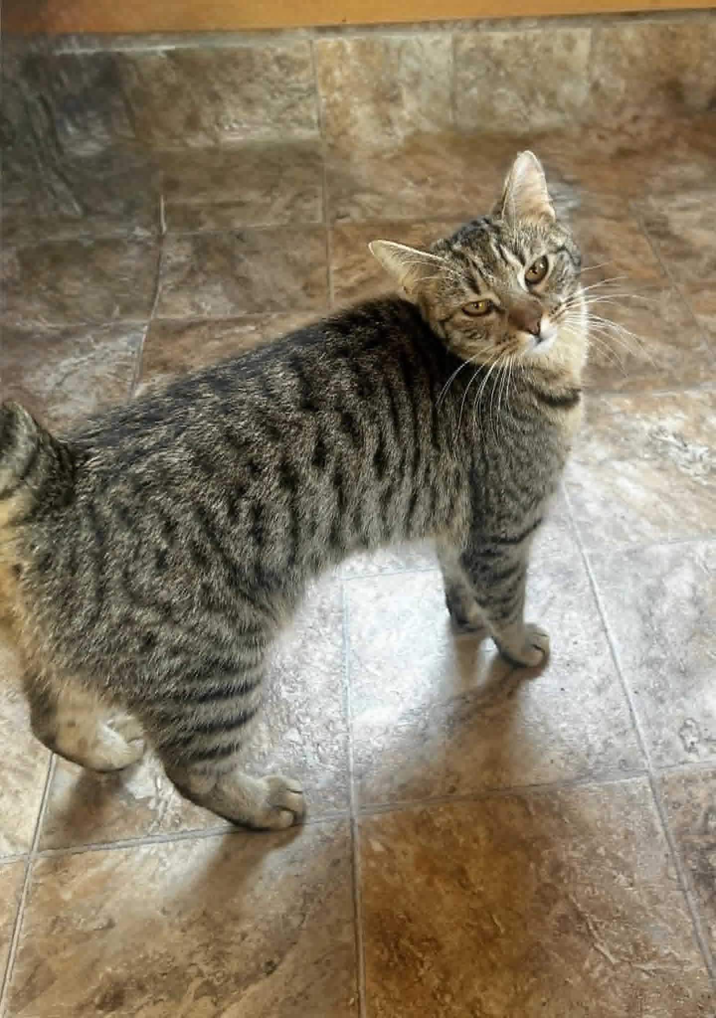 Daisy - Tabby