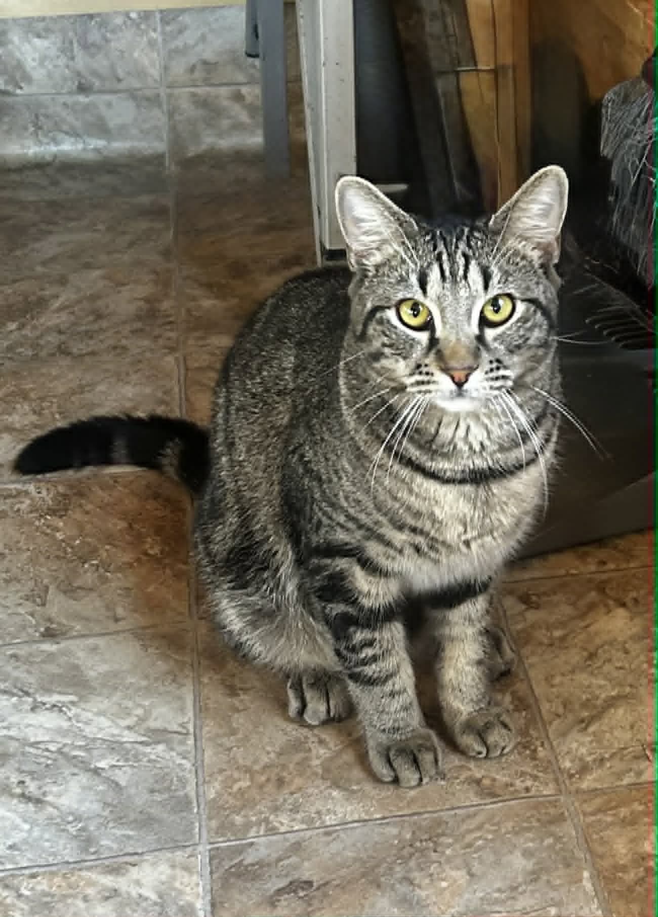 Shy Guy - Tabby