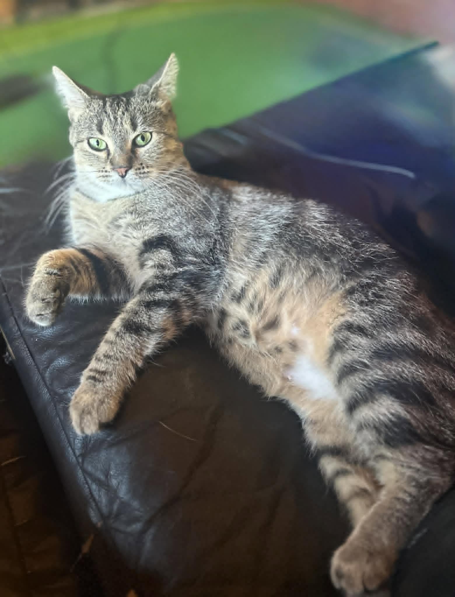 Sparky - Tabby
