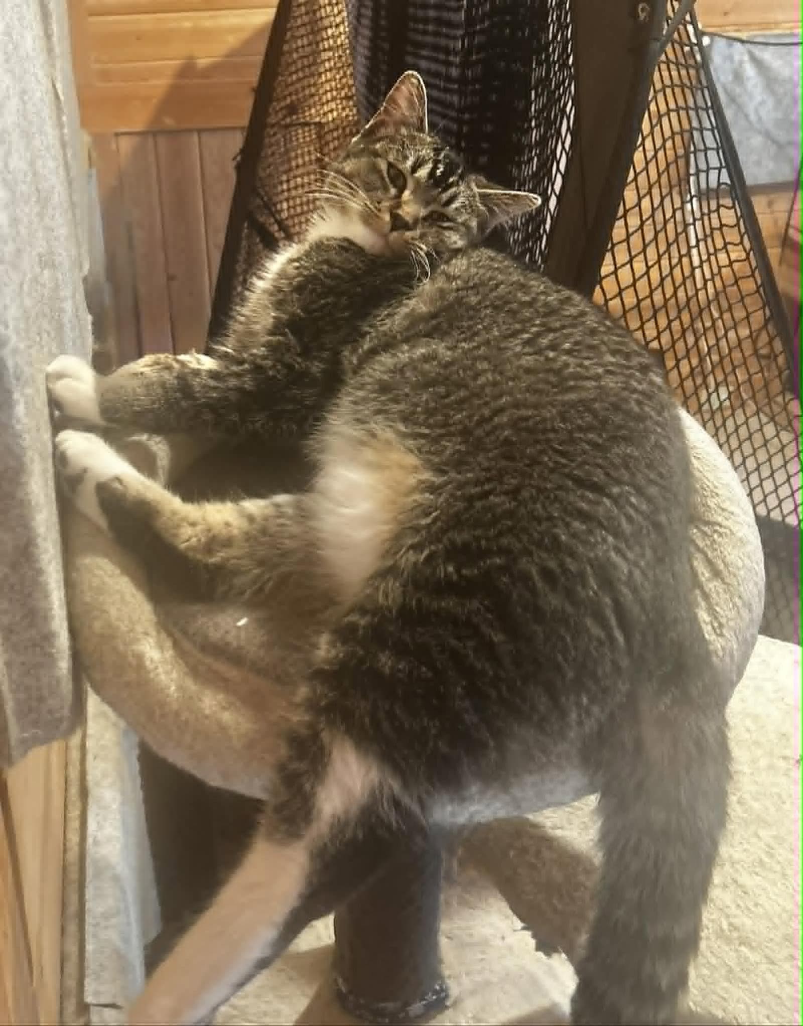 Pistol - Tabby