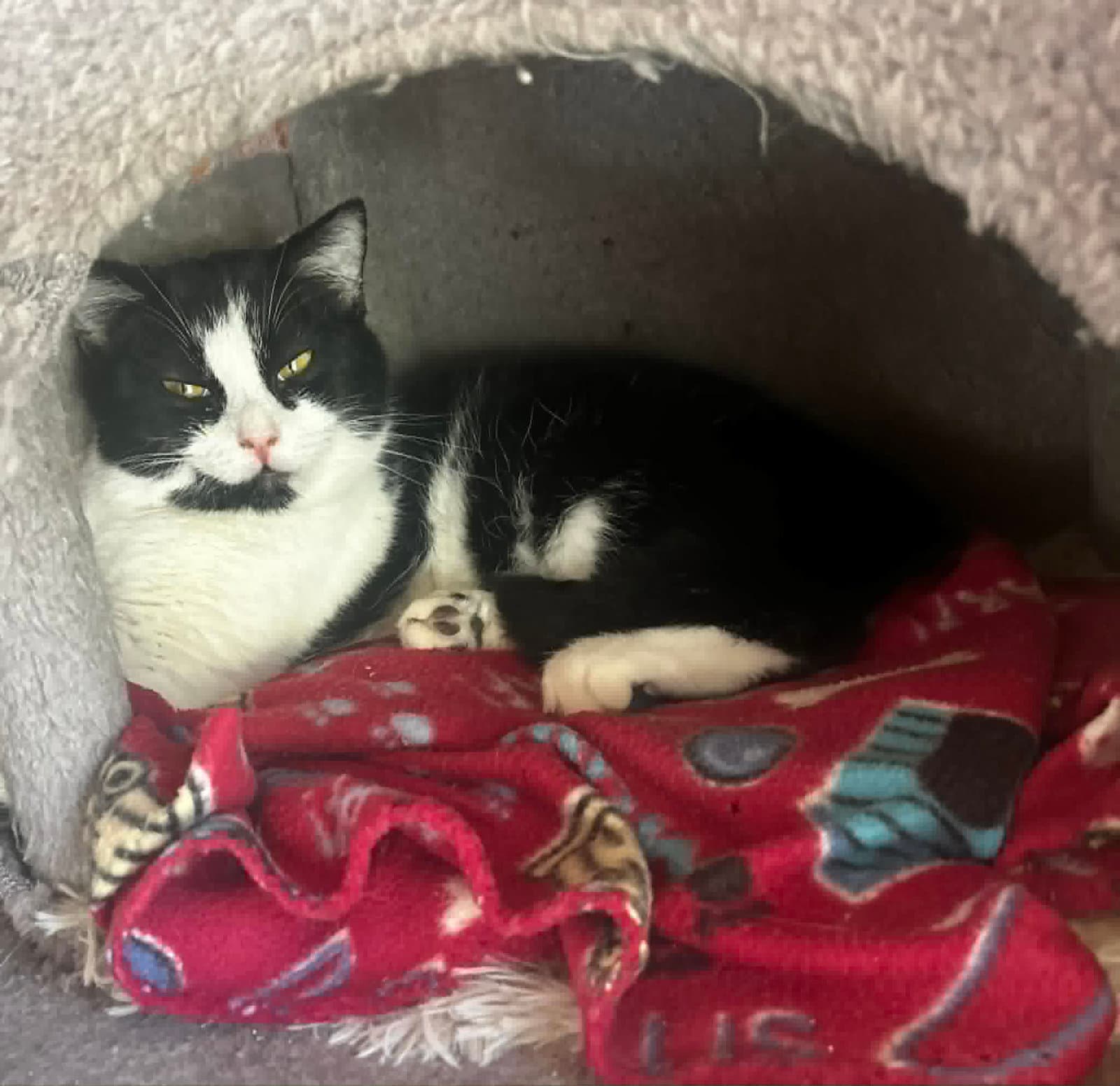 Popsicle - Domestic Short Hair