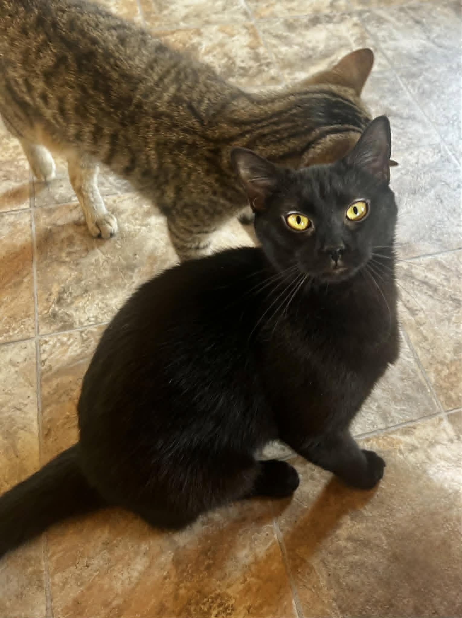 Peach - Domestic Short Hair