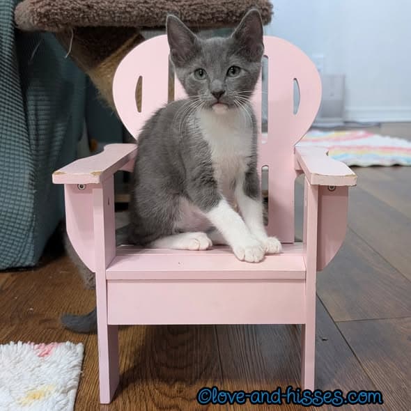 Tortellini - Domestic Short Hair
