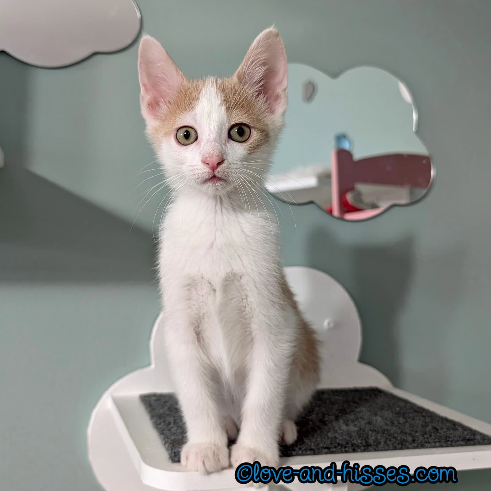 Wonton - Domestic Short Hair