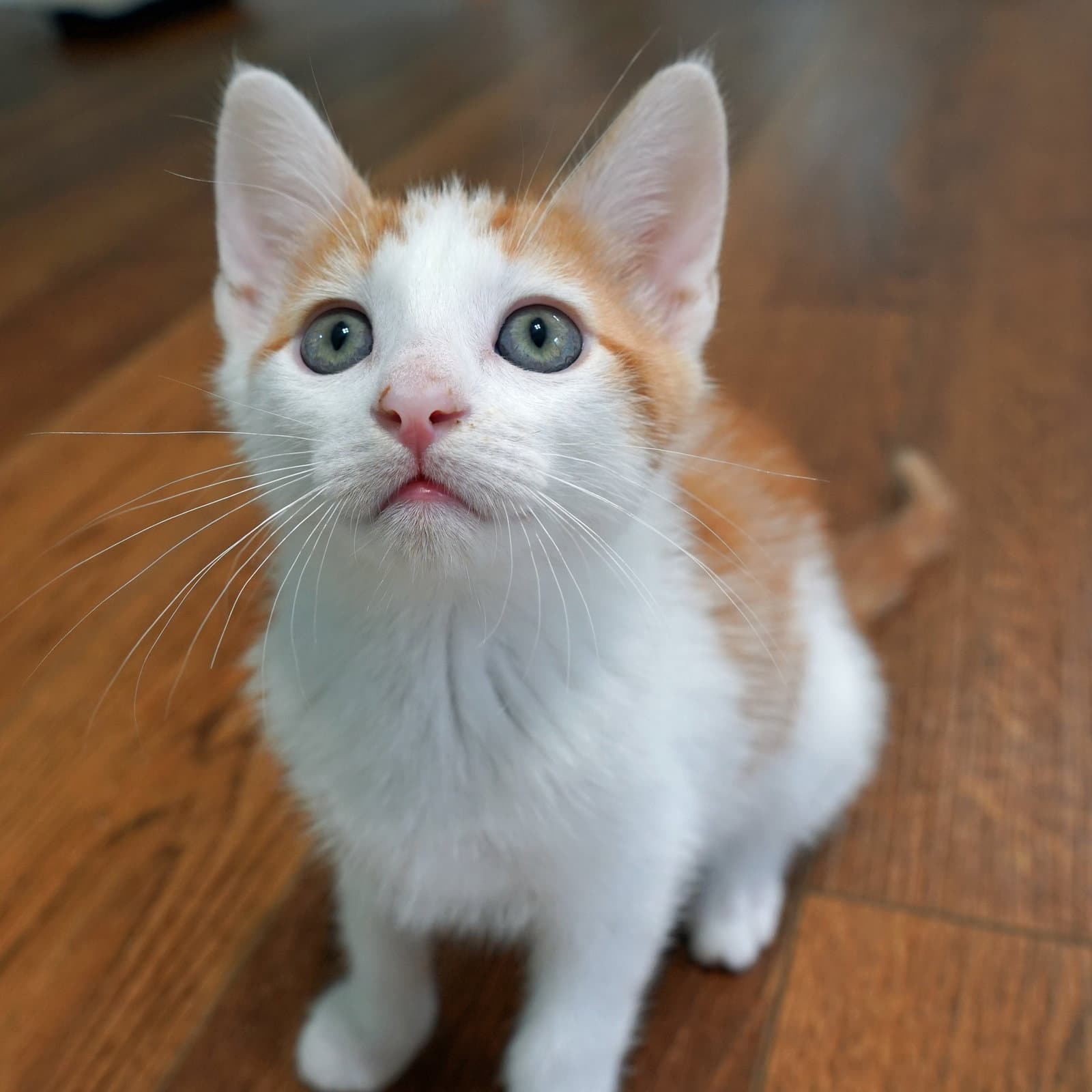 Pierogi - Domestic Short Hair