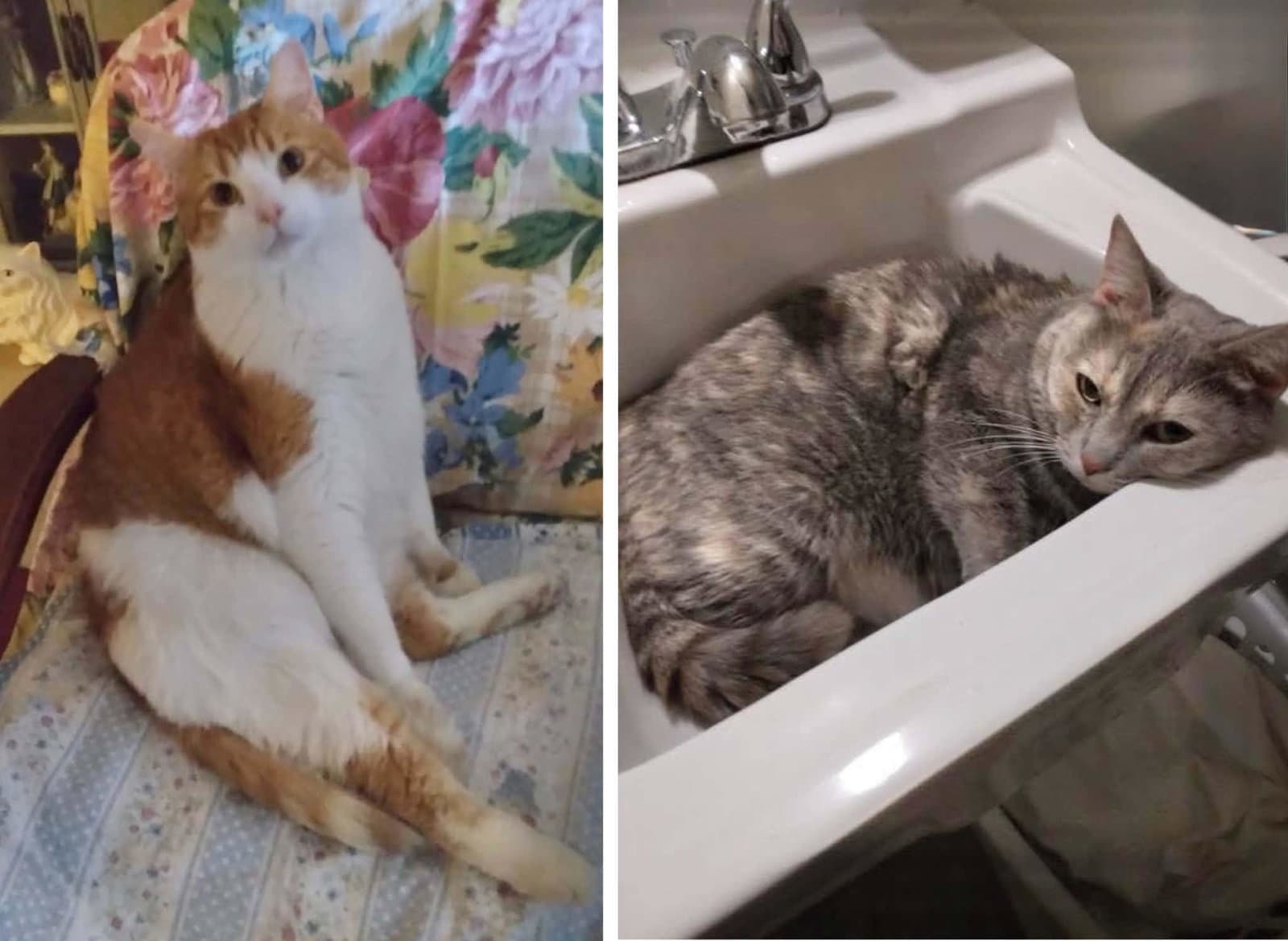 Pj And Jackie Sue - Domestic Short Hair