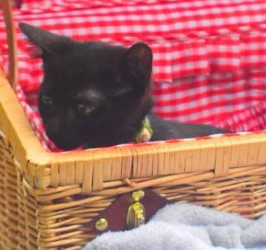 Crinkle - Domestic Short Hair