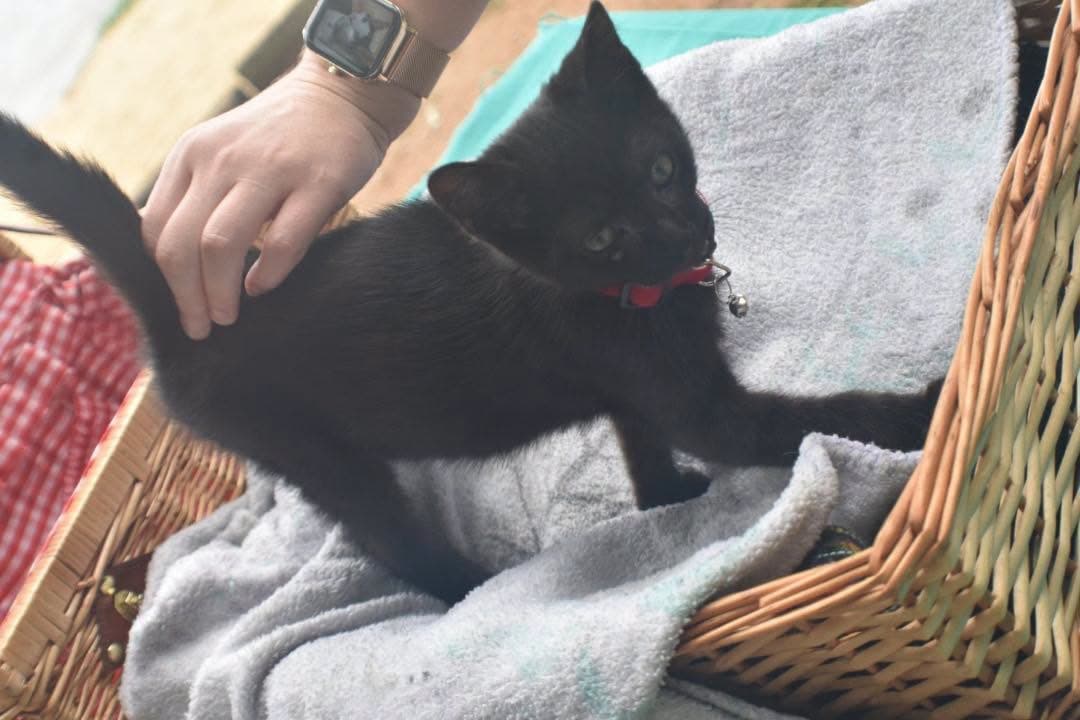 Spritz - Domestic Short Hair