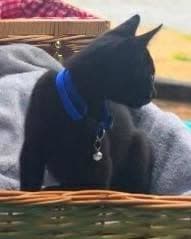 Snickerdoodle - Domestic Short Hair