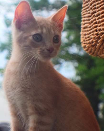 Cornflake - Tabby