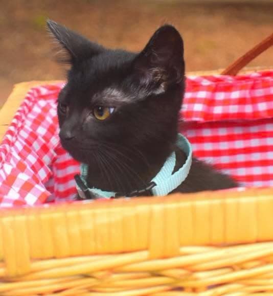 Snowball - Domestic Short Hair