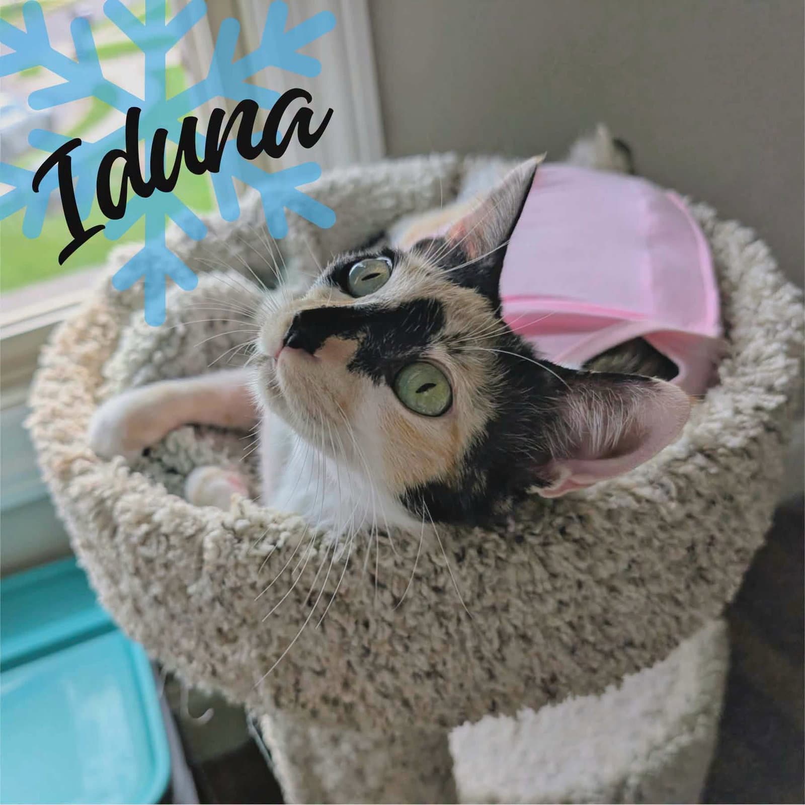 Iduna - Calico