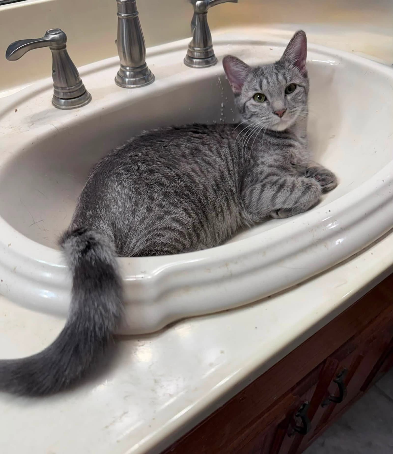 Betsy Ross - Tabby