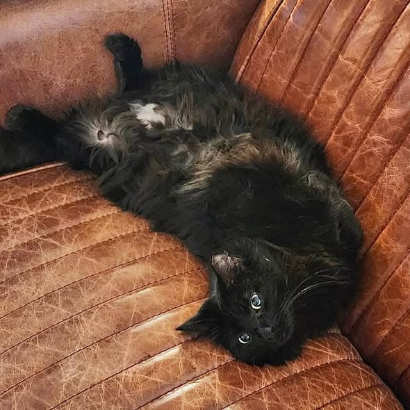 Anastasia - Domestic Medium Hair