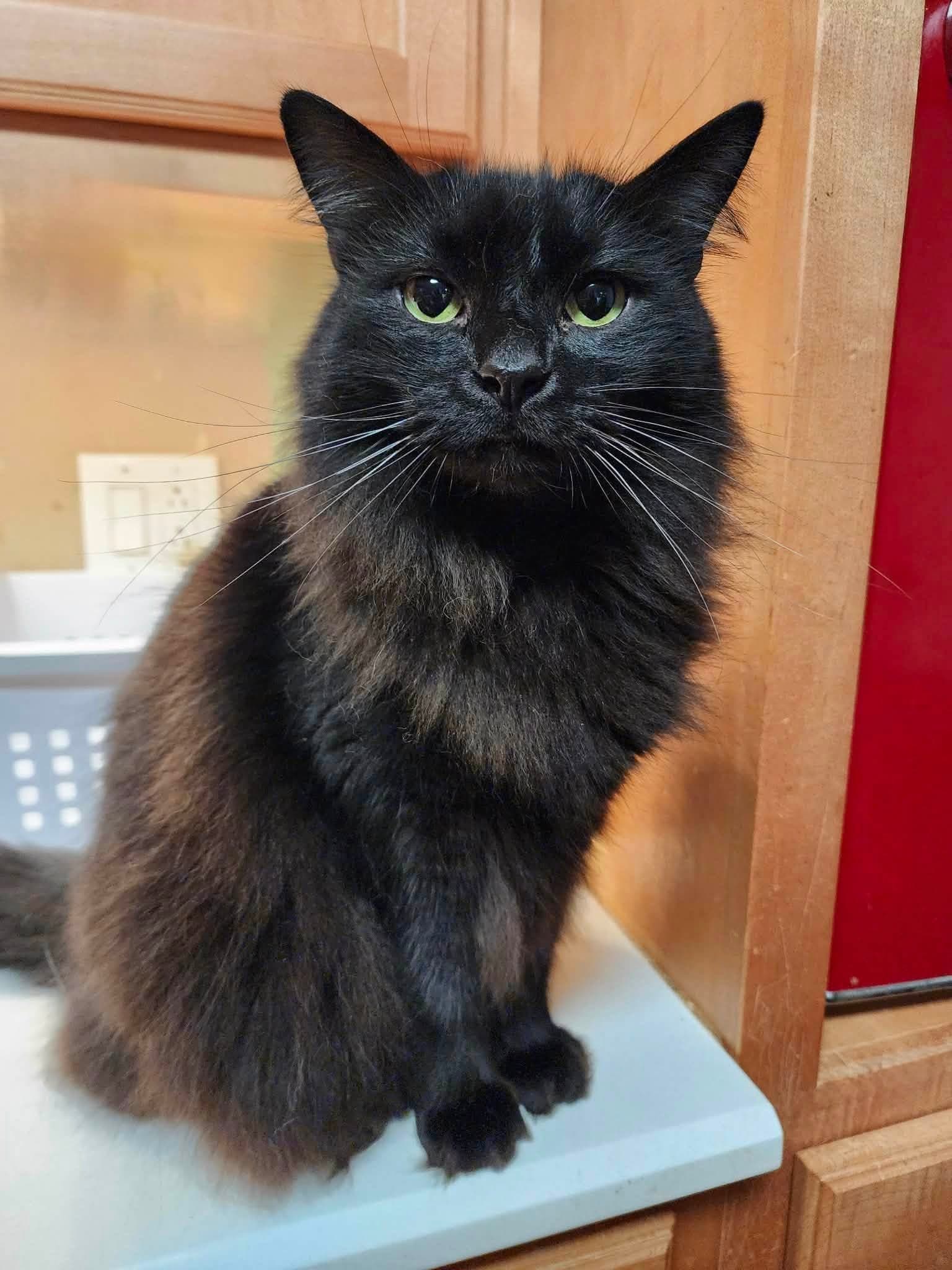 Traeger - Domestic Medium Hair