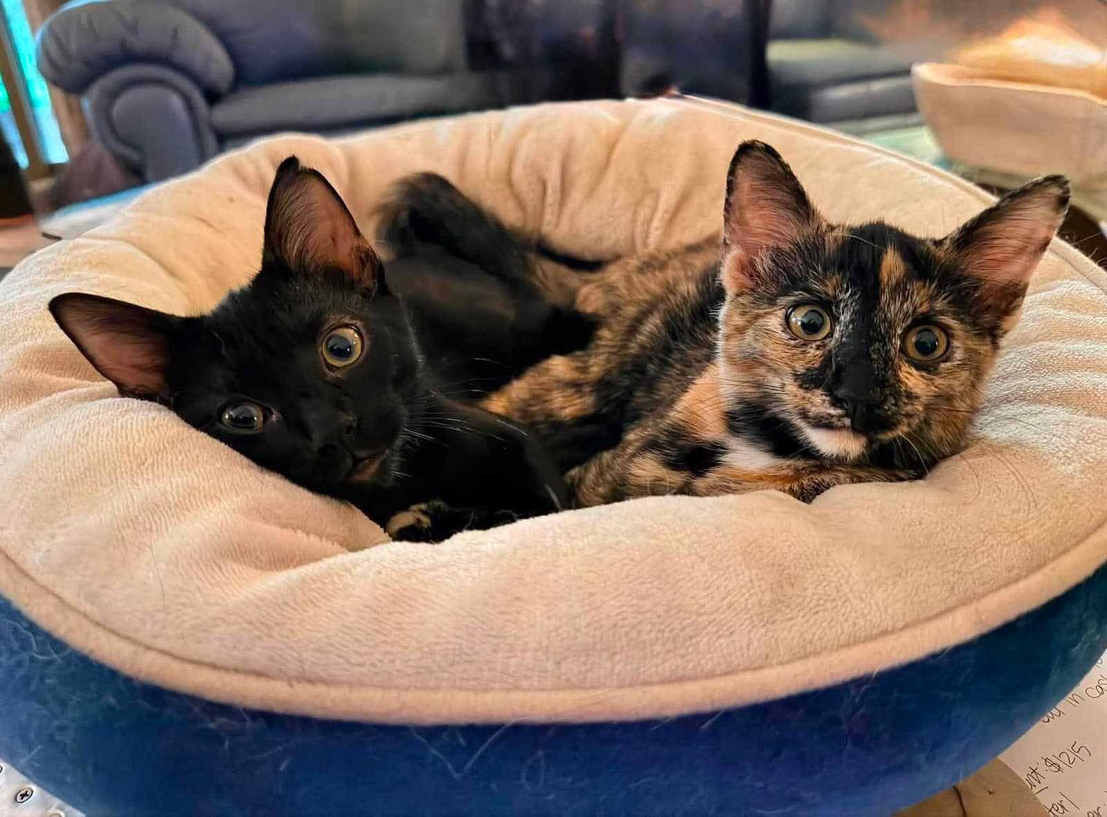 Peanut Butter And Jelly - Tortoiseshell